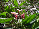Barbados red Frangipani